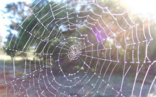 Загадки павутиння.  Як павук плете павутину?  Де утворюється і як використовується павуком павутиння Павутина опис